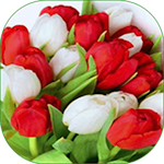 Cover Image of Baixar Colorful flowers  APK