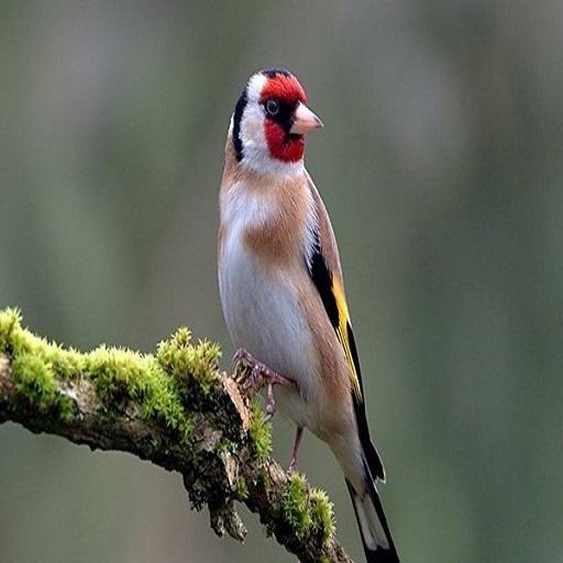 goldfinch  Icon