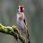 Cover Image of Unduh goldfinch  APK