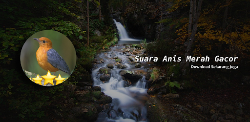 Suara Anis Merah Gacor Rekomendasi Jos