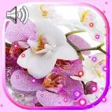 Orchids Best LWP icon