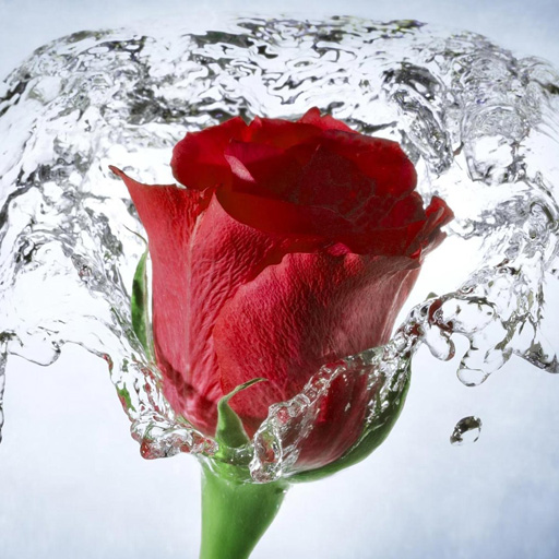 beautiful flowers images 2023 logo