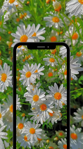Summer Background Images Screen 3