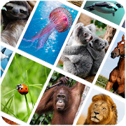 Picture Quiz: Animals