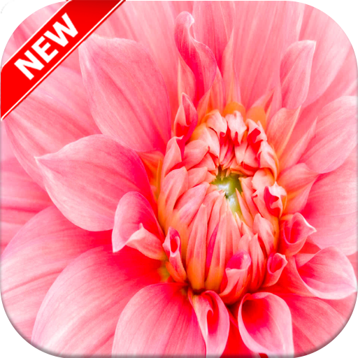 Pink flowers Wallpaper ?