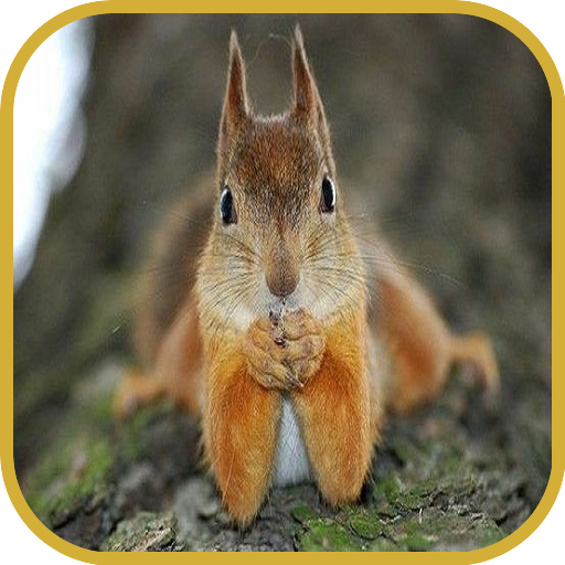 Squirrels  Icon