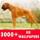 Boxer Dog Live Wallpapers HD icon