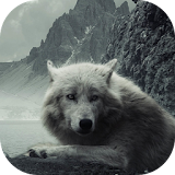 Wolf Applock theme for XLocker icon