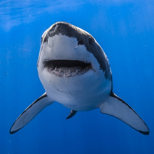 Shark Wallpapers logo
