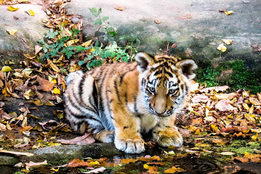 Animales Bebes Hermosos🐱 Wall