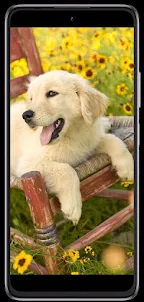 Dog phone wallpapers