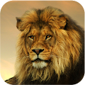 Lion Wallpapers HD Apk