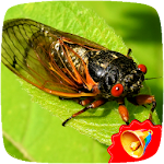 Cover Image of Tải xuống Cicada Sounds  APK