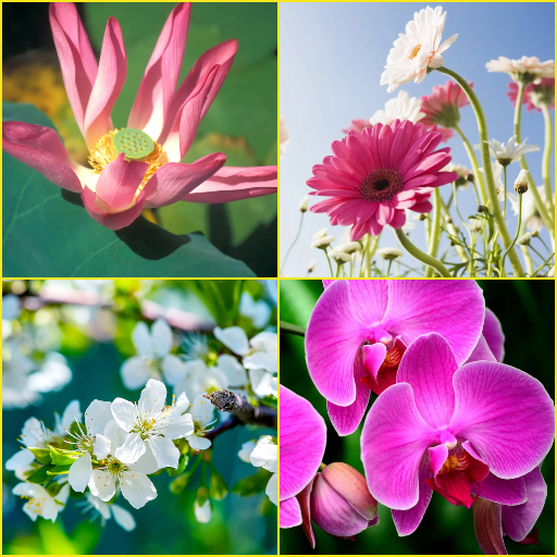 Cherry BlossomGerberaLotusP