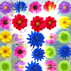 Flower Blossom Crush: Garden Puzzle Mania Match 3 1.0