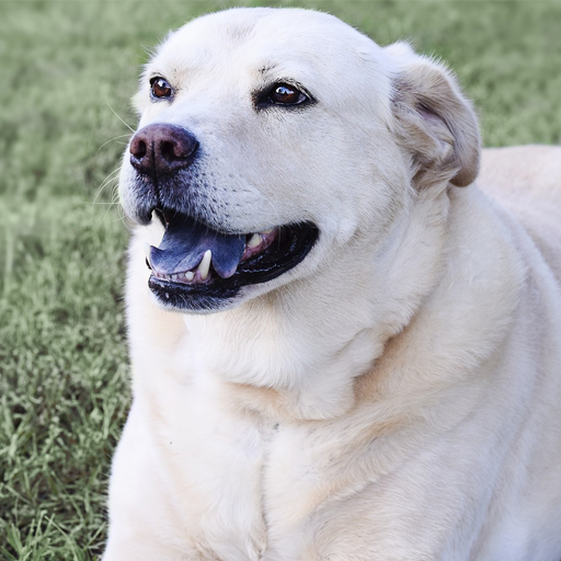 Labrador retrievers live wallp logo