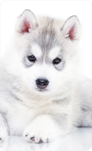 Siberian Husky Dog Wallpaper