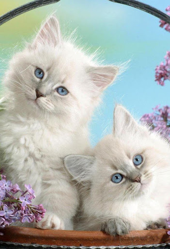 Android application Kittens cats cute wallpapers screenshort
