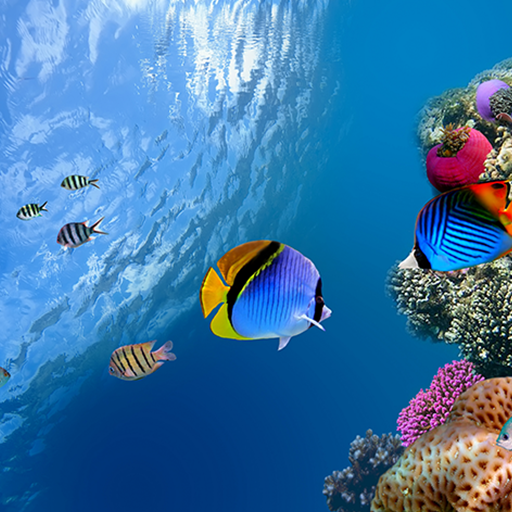 Ocean Fish Live Wallpaper Google Play のアプリ