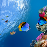 Cover Image of Download Ocean Fish Live Wallpaper  APK
