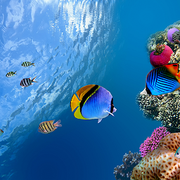 תמונת סמל Ocean Fish Live Wallpaper