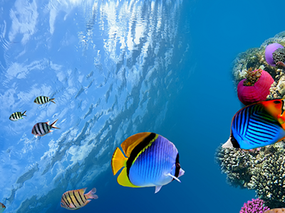 [新しいコレクション] 魚 壁紙 201526-魚 壁紙 pc