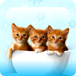 Ikonbillede Kitty Cool: HD Cats Wallpapers
