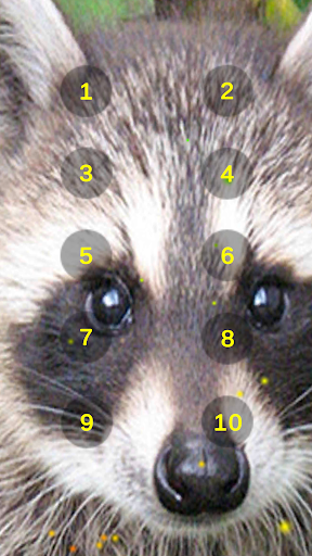 Raccoon Growl Raccoon Sounds Screen 2