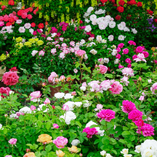 Rose Garden Wallpaper logo