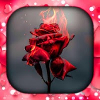 Rose Live Wallpaper | Розовые Обои
