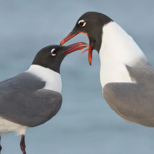 Seagull bird sounds logo