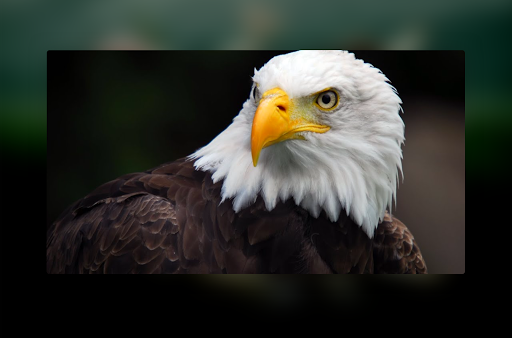 Animal Documentary Online