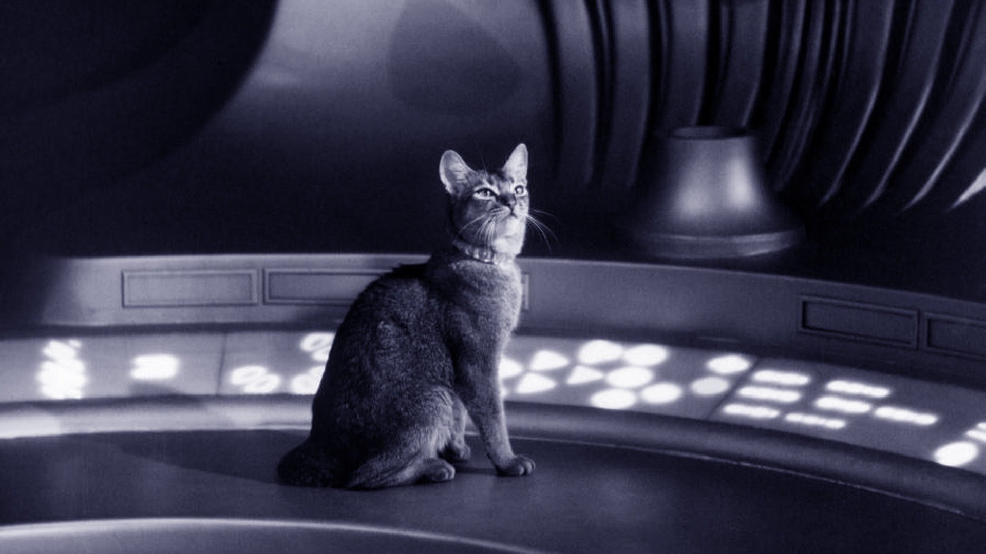 The Cat From Outer Space Movies on Google Play