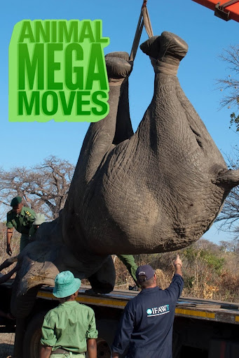 Animal Mega Moves – TV on Google Play