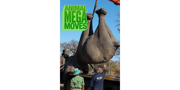 Animal Mega Moves – TV on Google Play