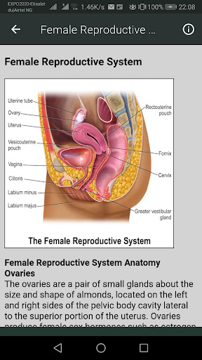 Human Anatomy Screen 3