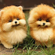 Pomeranian Dog Wallpaper HD Download on Windows