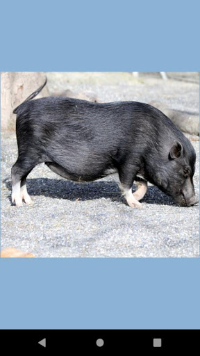 Pig wallpaper Screen 3