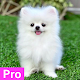 Pomeranian Dog Wallpaper Pro Изтегляне на Windows