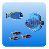 Fishes Live Wallpaper icon