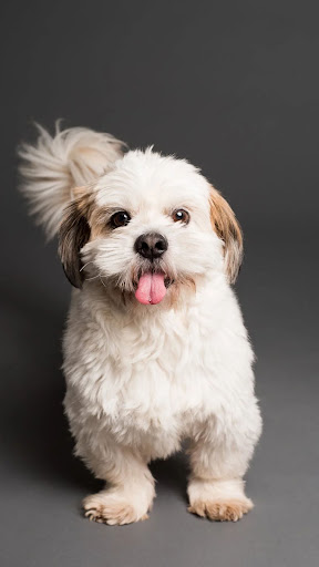 Dog & Puppy Wallpapers 4K Screen 2