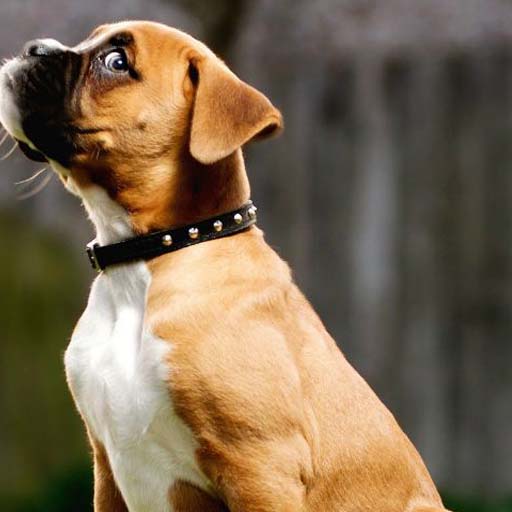 Boxer Dogs Wallpapers logo