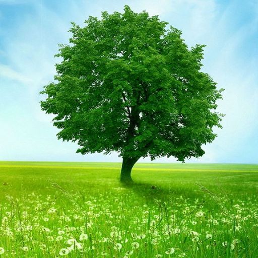 Green Nature Wallpaper Download on Windows
