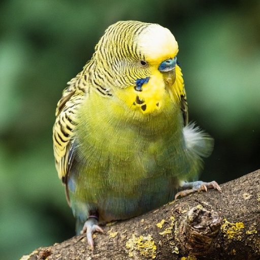 Budgerigar Sounds logo