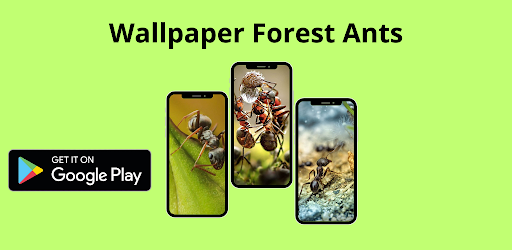 Wallpaper Forest Ants