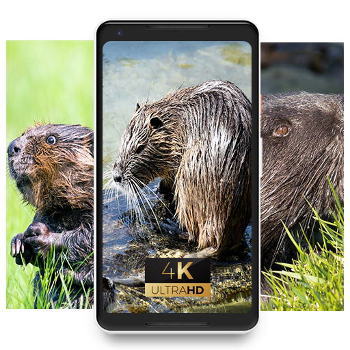 Beaver Animal Forest Beauty Wallpaper Google Play のアプリ