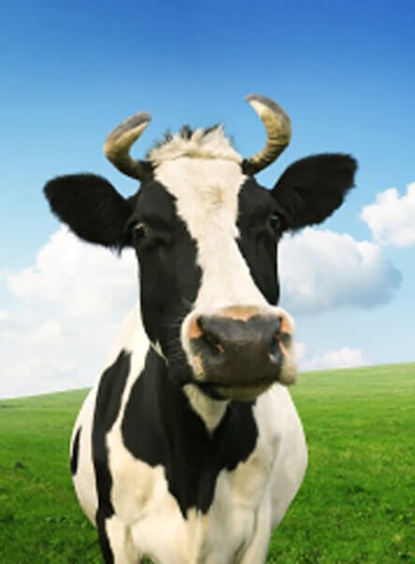 Cow Sounds Screenshot 1 - AppWisp.com