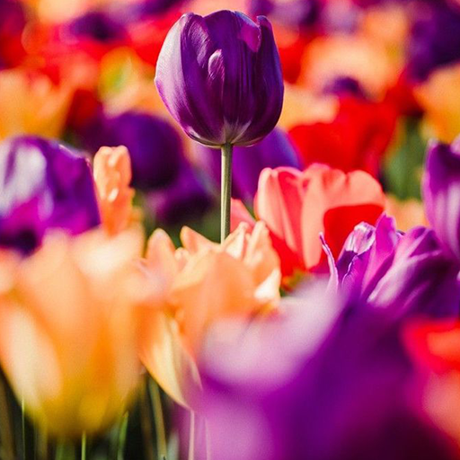 wallpaper FLOWERS HD 4K