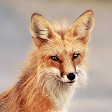 Ultimate Fox Wallpapers icon