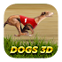 Dogs3D Races Betting2020-8-7-17_50_3